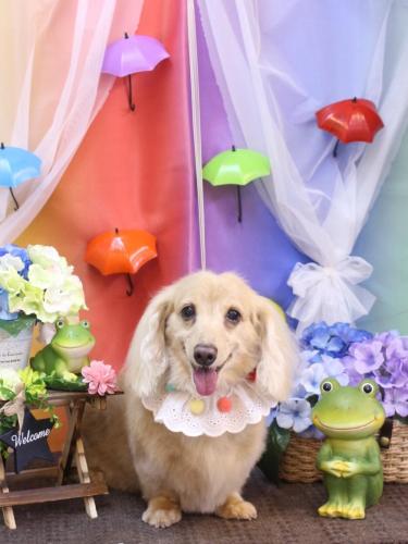 20230603グラちゃん